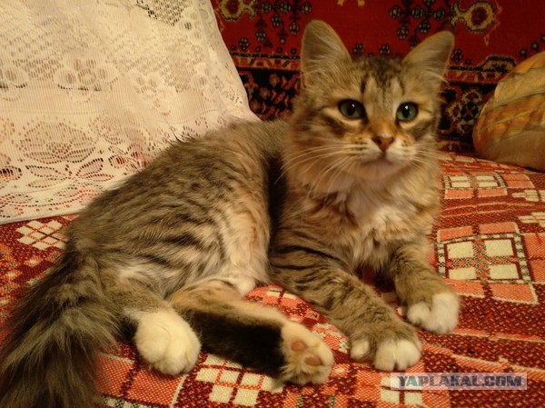 Котовторник 10.06.2014