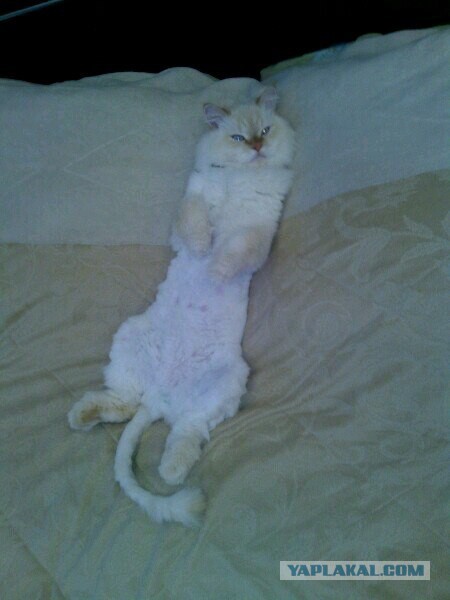 Котовторник  08.07.2014