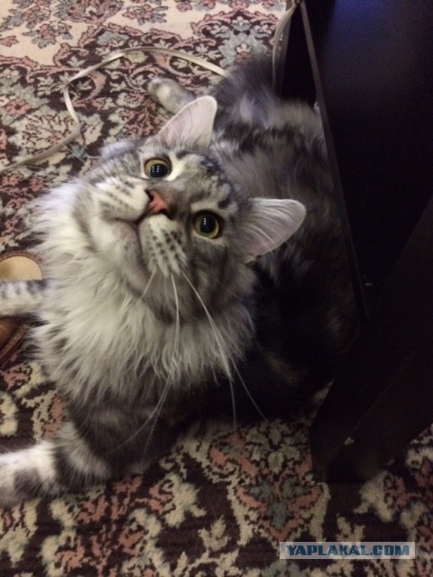 Котовторник 22.07.14