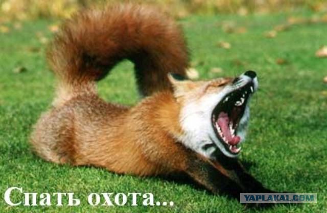 Добряки, плюсующие всех подряд