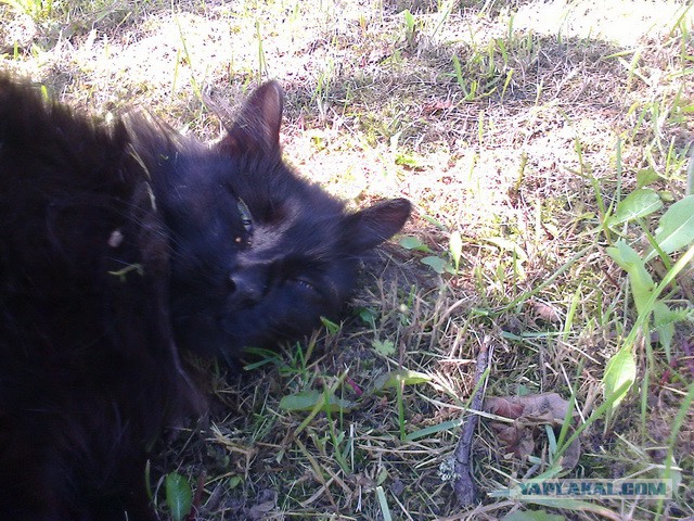 Котовторник 09.09.2014