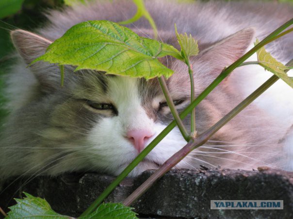 Котовторник 7.10.2014