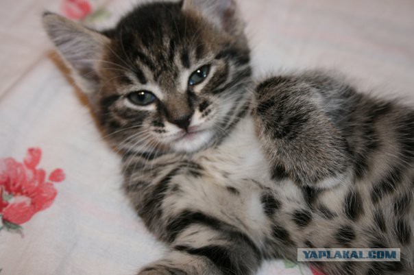 Котовторник 04.11.2014