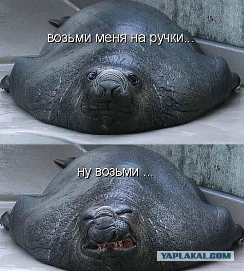 Весёлые картинки