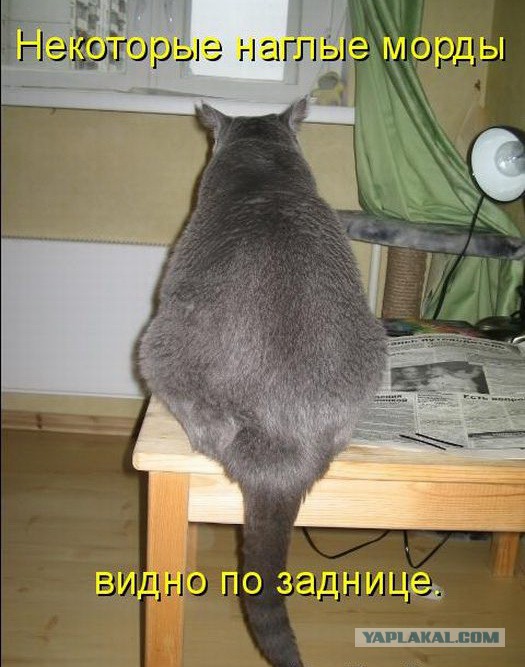 23 бессовестных животных, которым наплевать