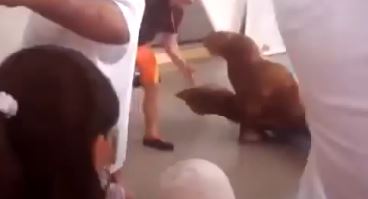 Отхватила по *опе