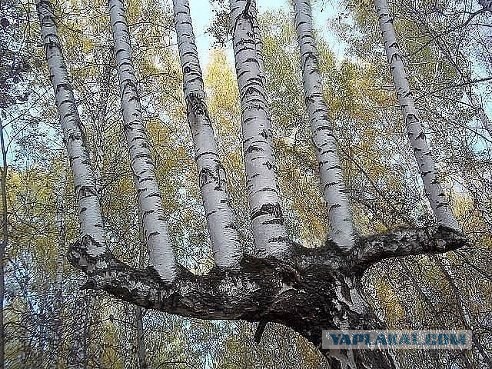 Подборка картинок