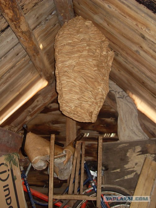 Коттедж опасных соседей