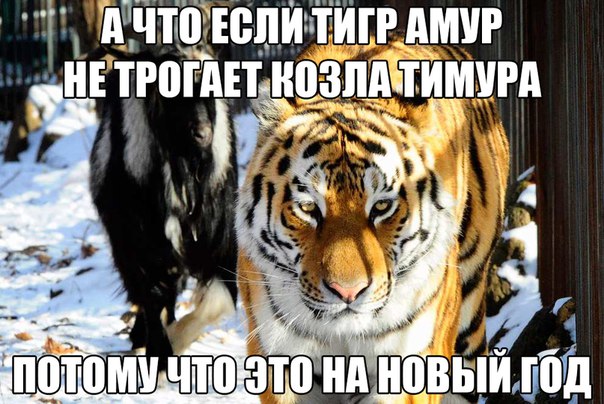 Козлик Тимур и тигра Амур живы-здоровы (22.12.15)
