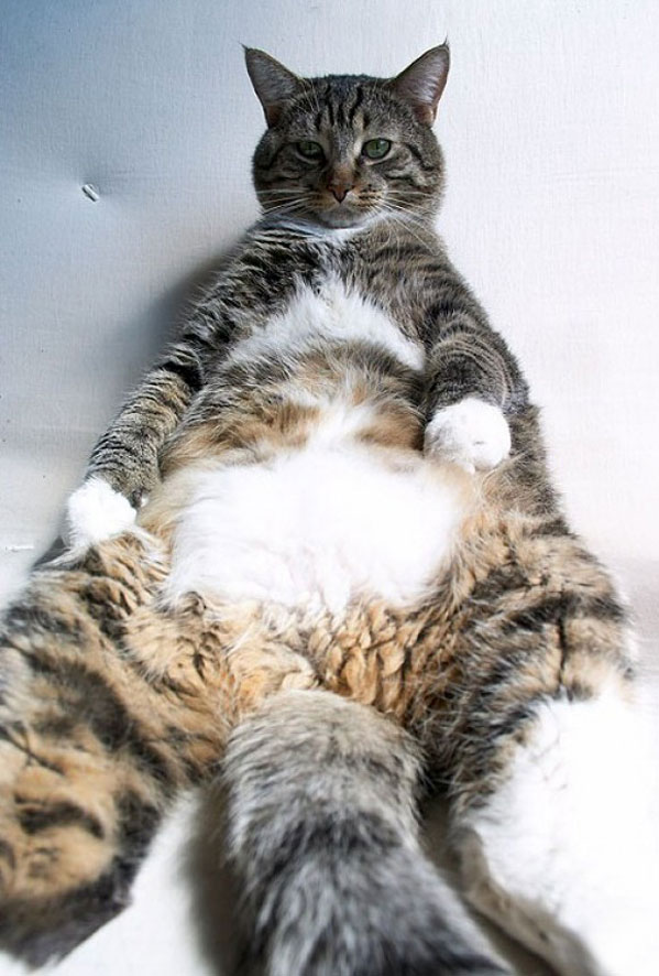 Коты, кошки, котята