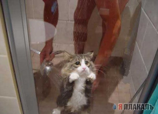 Коты, кошки, котята