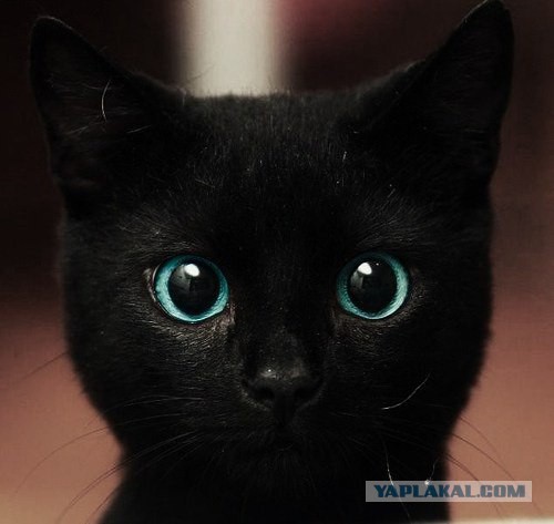 10 самых запомнившихся котов ушедшего года