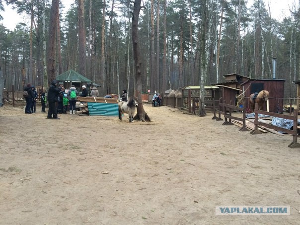 Прогулка с волками