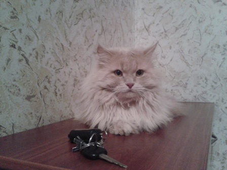 Котовторник 19.01.2016