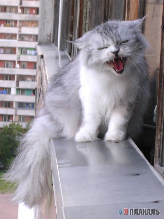 Коты, кошки, котята