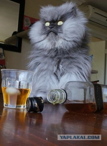 Фотоприколы