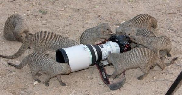 Животные и фотоаппарат