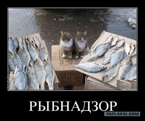 Котонадзор