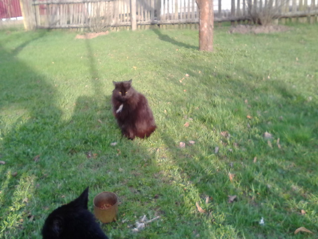 Котовторник  10.05.2016