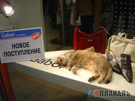 Вторник: Кошаки правят ЯПом!