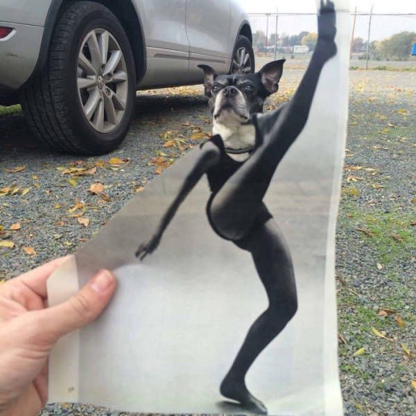 Картинки и приколы из сети