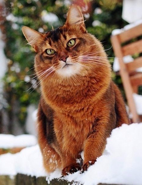 Коты из сети
