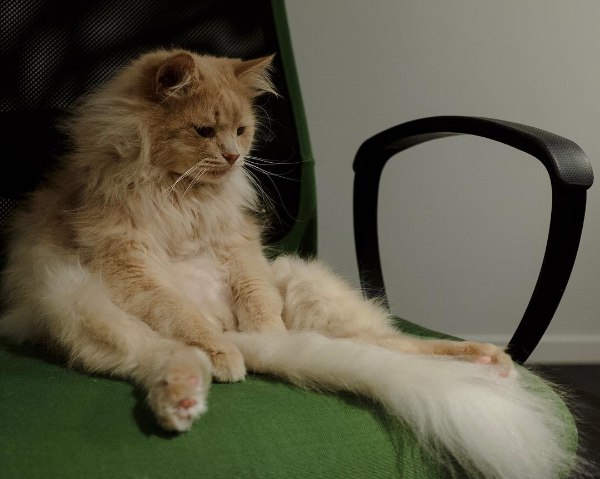 Коты из сети