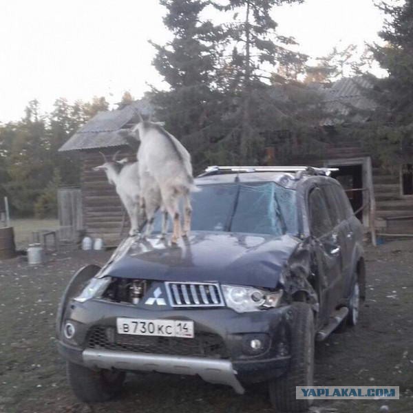 Прикольные картинки