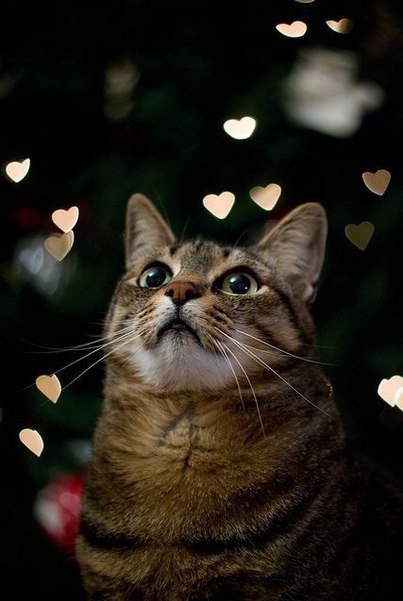 Коты и Кошки