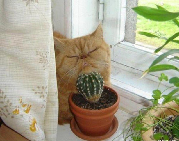 Коты и Кошки