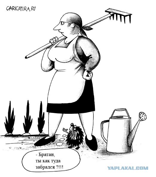 Юмор в картинках
