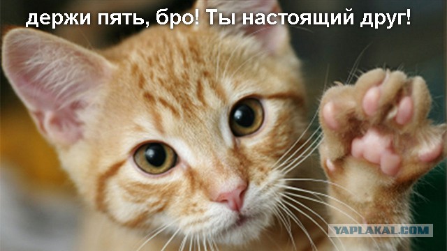 Кот спасает друга, вытягивая его от ветеринара