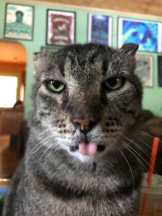 Коты и Кошки