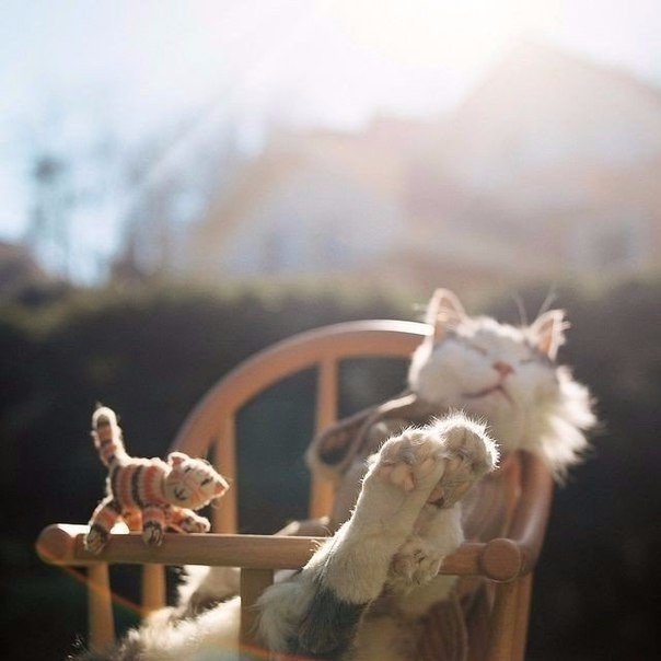 Коты и Кошки