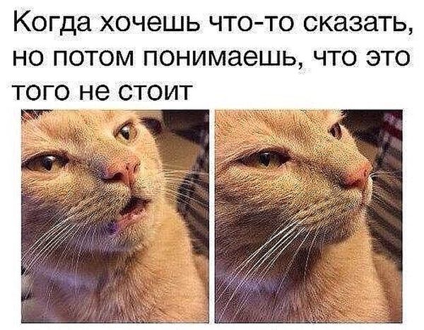 Коты и Кошки