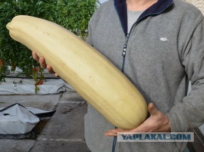 Ярость веганов