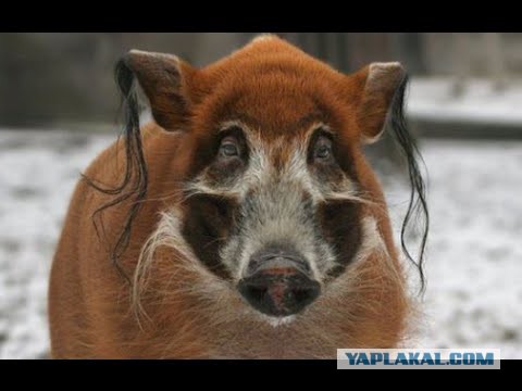 Чувствую обманывают с пенсионным возрастом! Посчитаем?