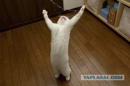 Котовторник на ЯПлакалъ (20.05.08), прикольные коты, добавляем свои!