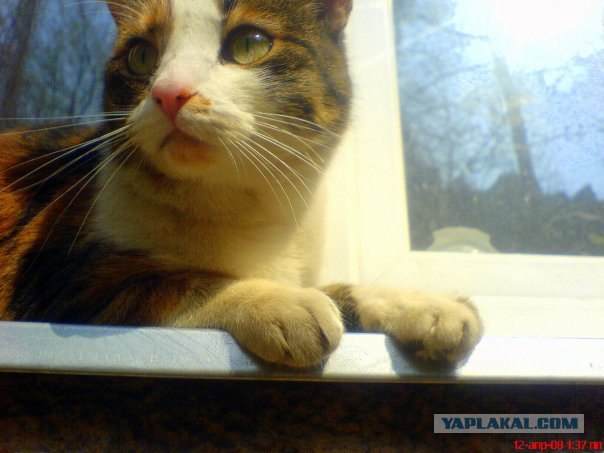 Котовторник на ЯПлакалъ