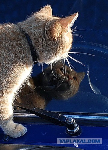 Котовторник на ЯПлакалъ: Кото и кто-то!