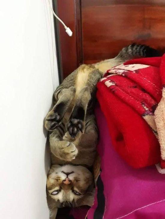 Спокойной ночи . Милота уснула