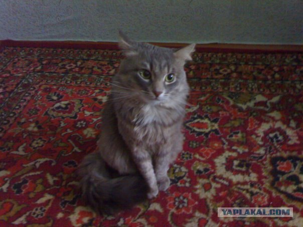 Последний Котовторник... октября :)