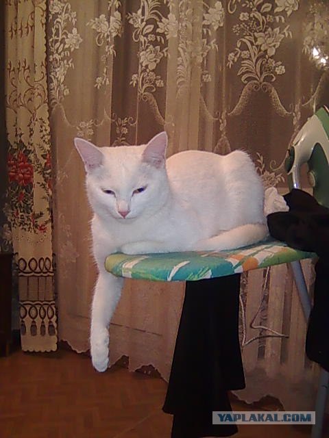 Котовторник 1.02.2011