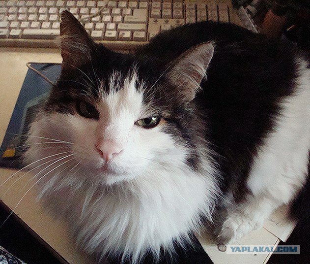Сегодня котовторник, а котиков все нет