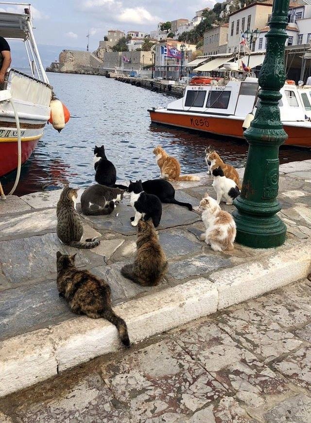 Прикольных котов пост