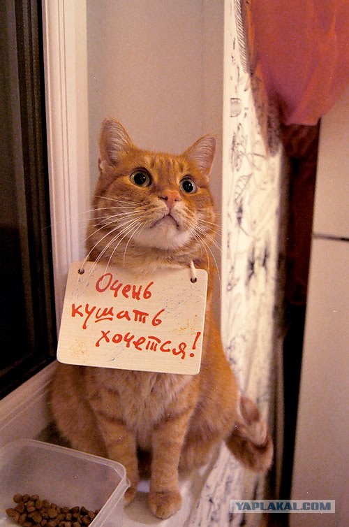 Котовторник (начало в супермаркете!)