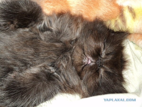 Котовторник  17.07.2012
