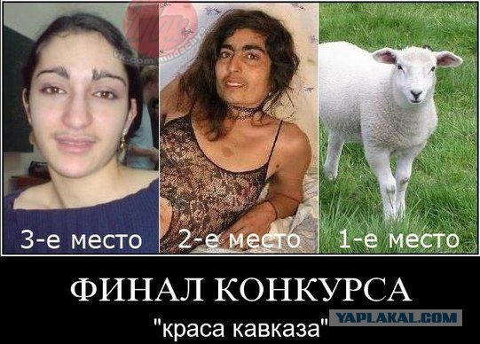 Овца у м. Павелецкая
