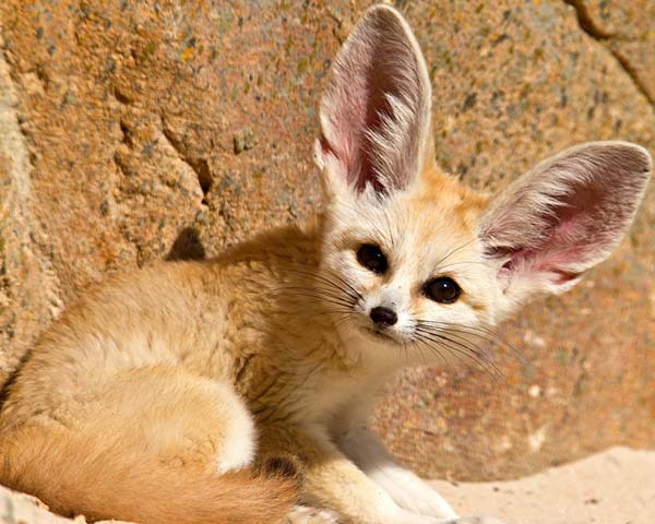 32 самых маленьких животных планеты