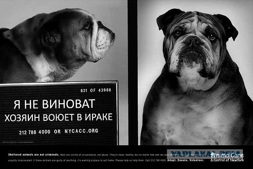 Я не виноват! Реклама приюта